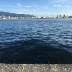 太刀魚、サゴシ